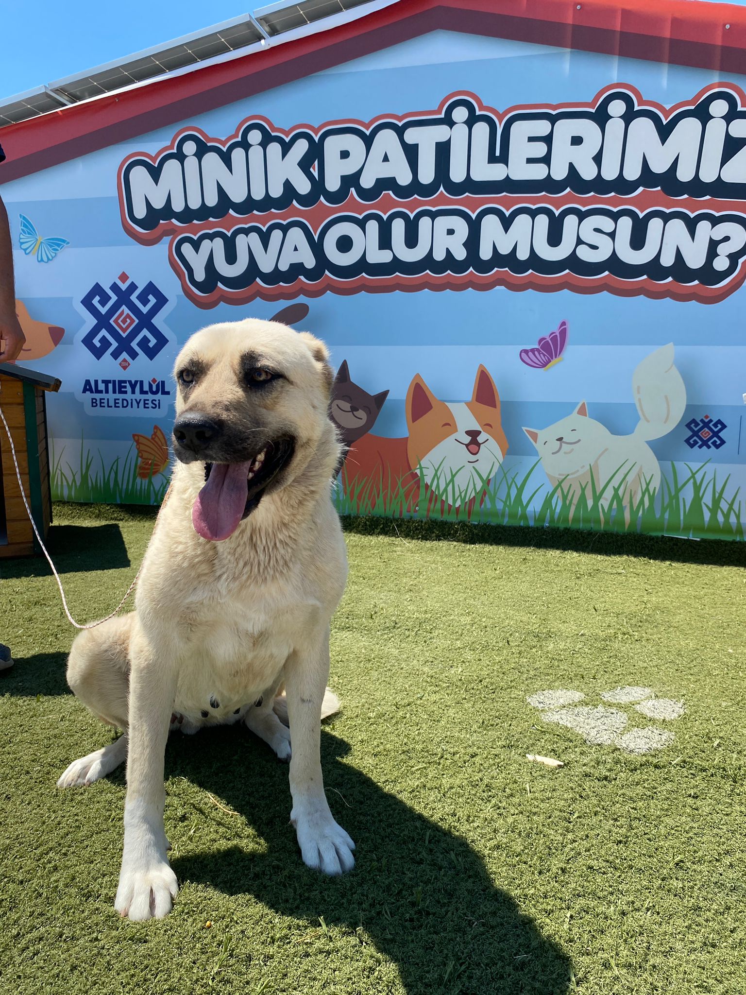 minik pati