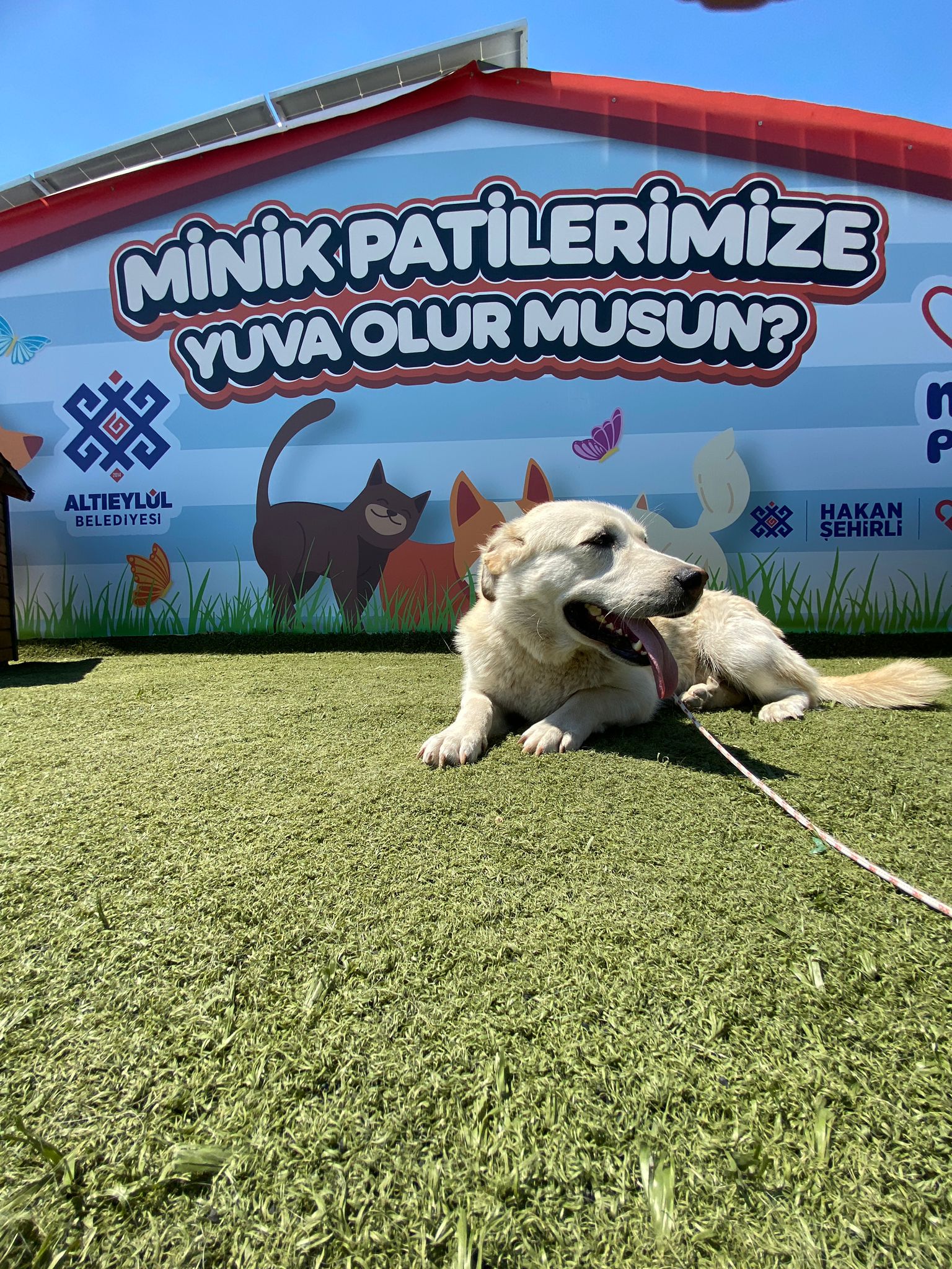 minik pati
